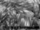 Nano Zeoliet zsm-5 met Deeltjesgrootte 50~100nm voor Katalysator/Adsorbens